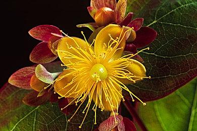 《守望先锋：归来》推出三大项目 为LGBTQ+保驾护航